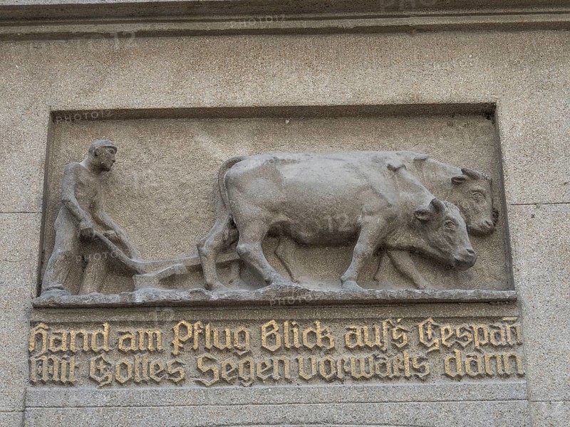 Oxen pulling a plough