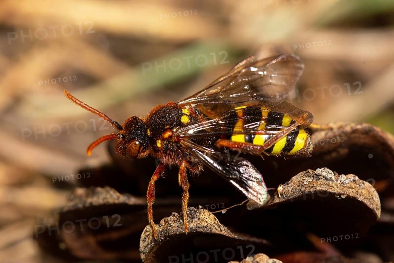 Red haired wasp bee sitting on cone looking left