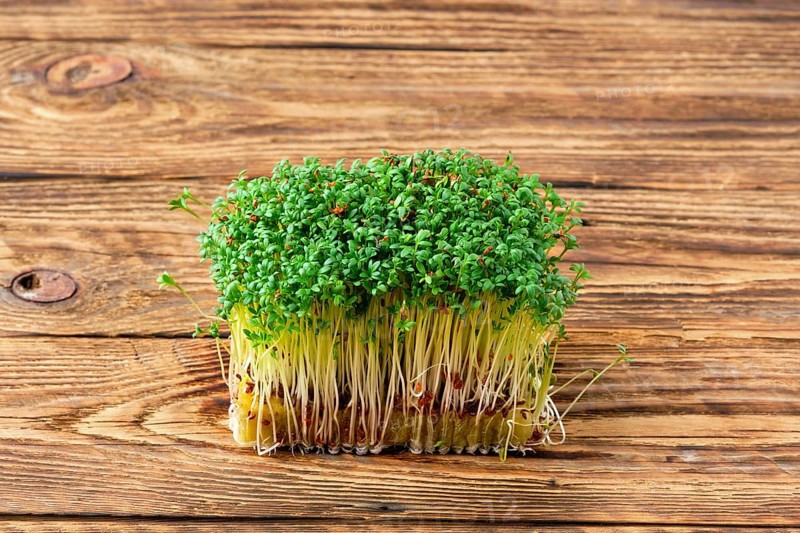Fresh microgreens. Sprouts of watercress on wooden background
