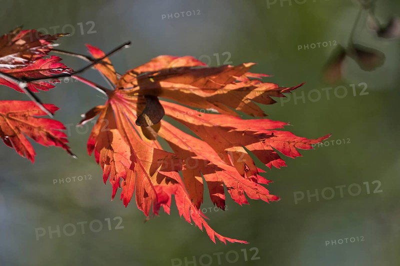Fullmoon maple