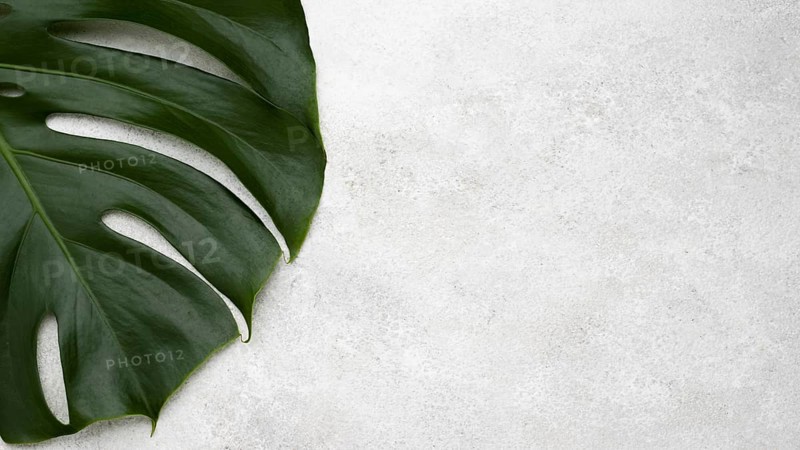 Top view of monstera leaf with copy space. Resolution and high quality beautiful photo