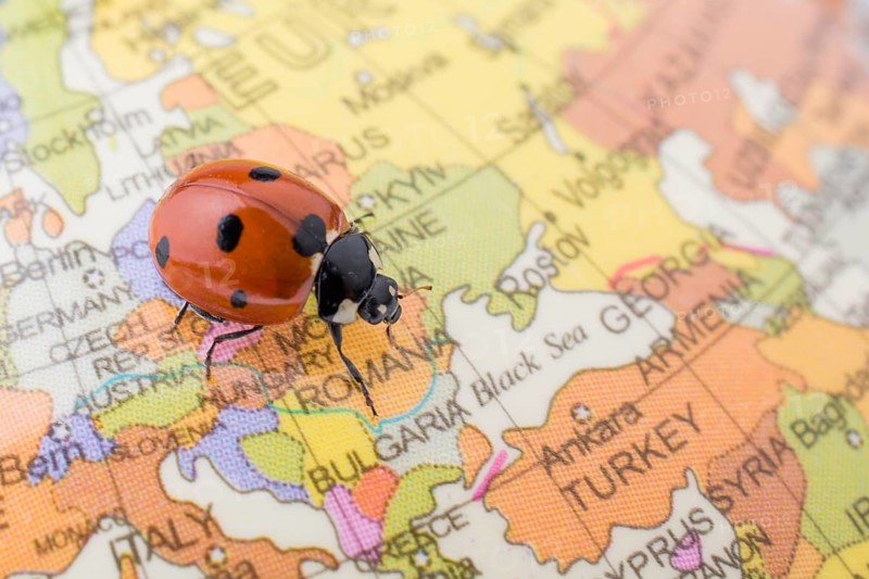 Ladybug walking on a little colorful model globe