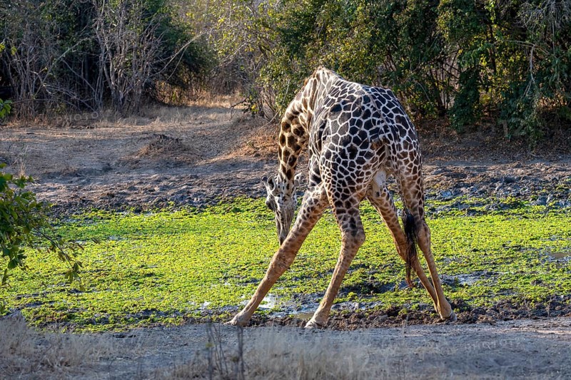 Rhodesian giraffe