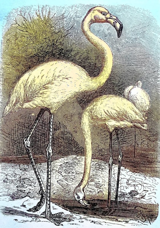 Great greater flamingo