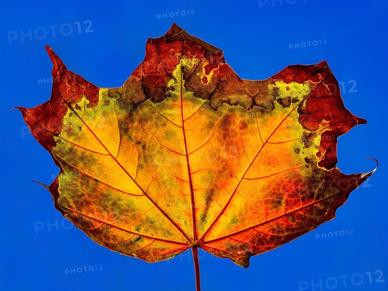 Autumn coloured maple