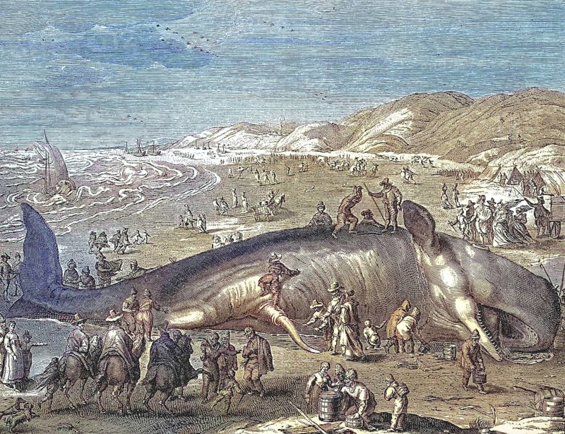 Dutch pamphlet depicting a beached whale