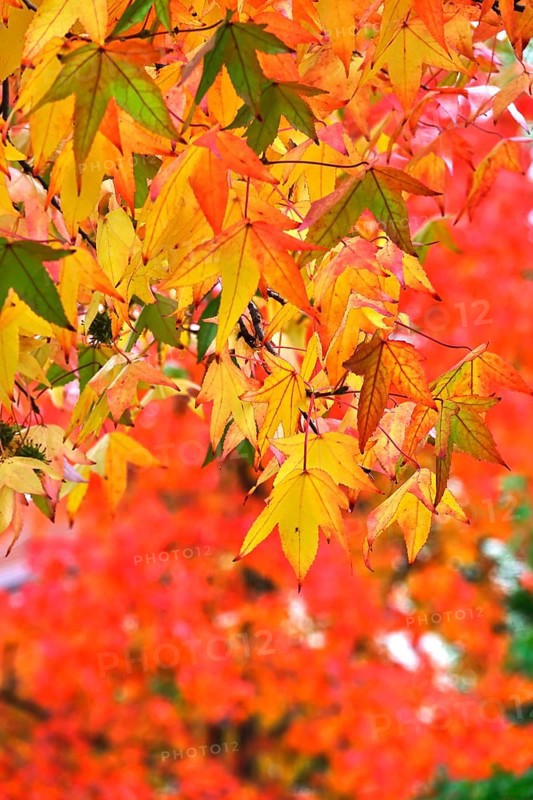 Magnificent amber trees