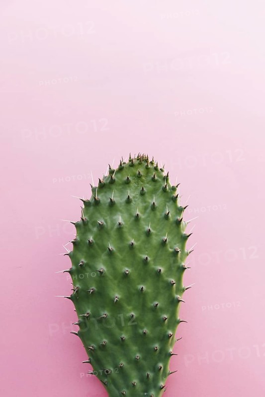 Cactus with many thorns colored background