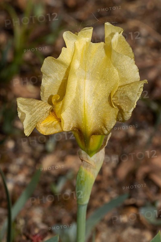 Dwarf iris yellow flower