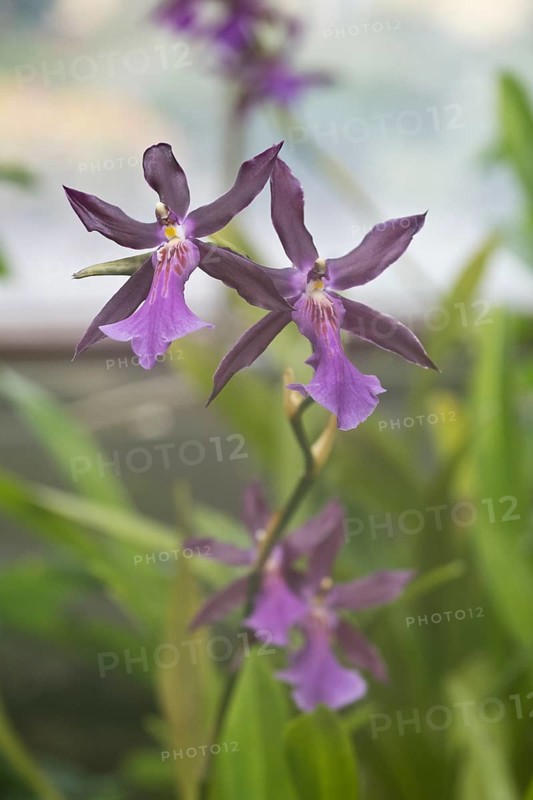 Orchid