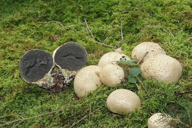 Earthball