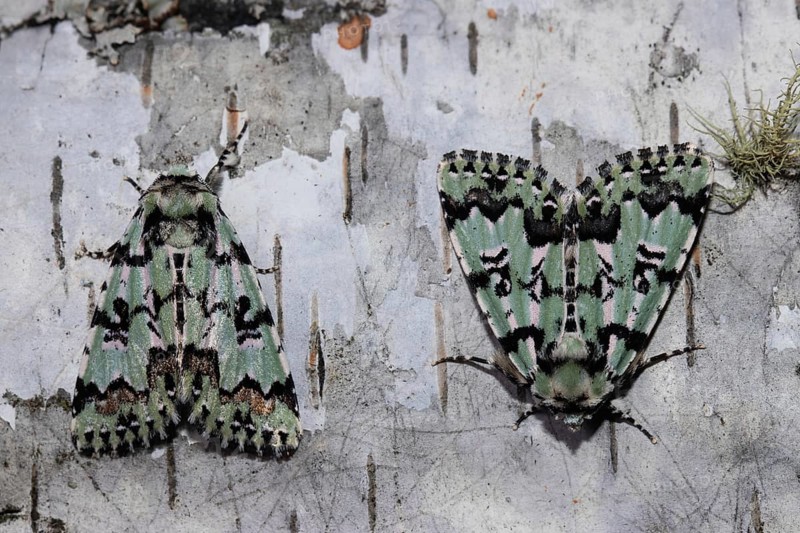 Celadon owl two moths sitting next to each other on a tree trunk seeing different from behind