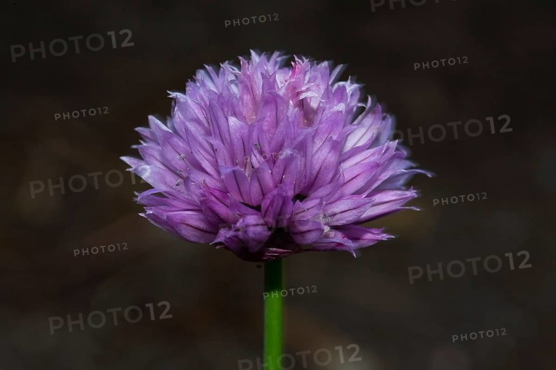 Chives purple inflorescence