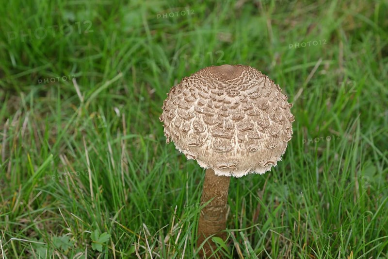 Giant umbrella mushroom or parasol mushroom