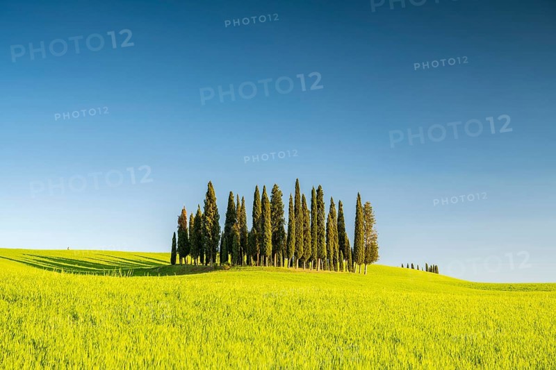Cipressi di San Quirico dOrcia