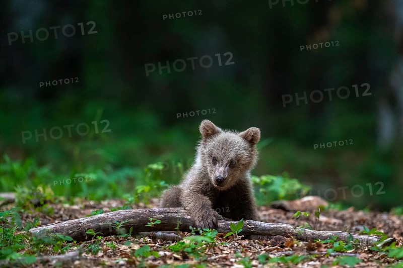 European brown bear