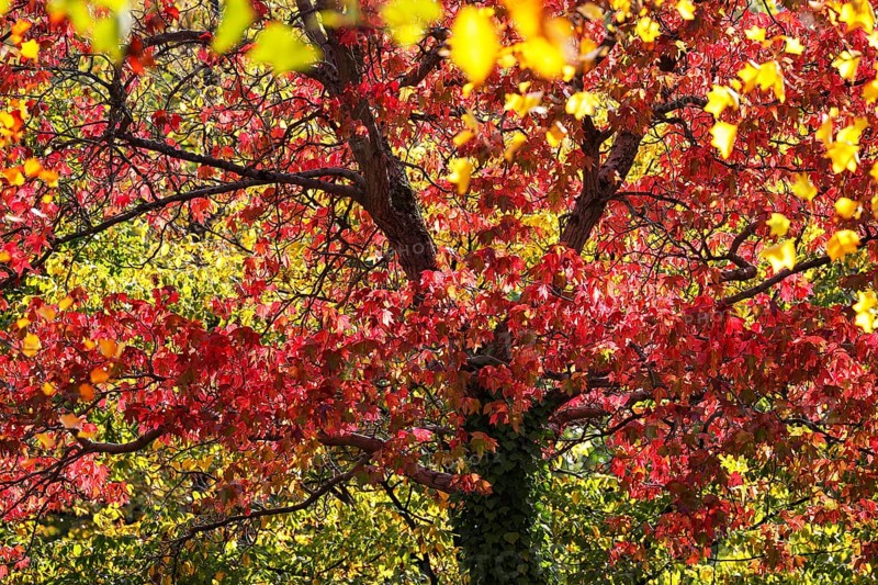 American sweetgum