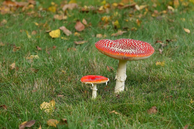 Fly agaric