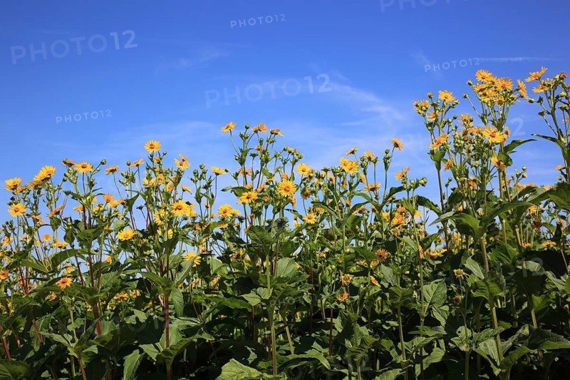 Cup plant