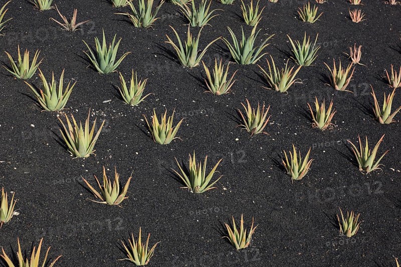 Aloe Vera Plantation at Orzola