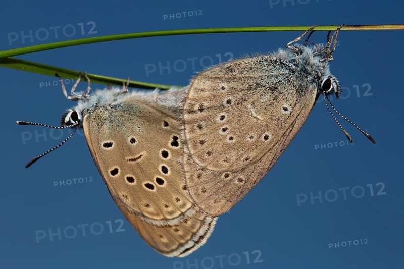 Mountain Alcon blue two moths mating hanging on green stalk seeing different in front of blue sky
