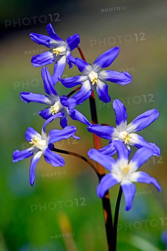 Alpine squill