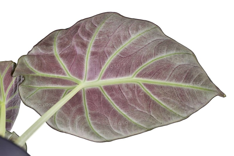 Lower red side of leaf of tropical 'Alocasia Reginula' houseplant isolated on white background. Also called 'Alocasia Black Velvet'