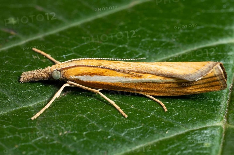 Striped grass borer butterfly with closed wings sitting on green leaf looking left