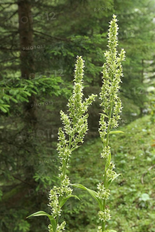 White false helleborne