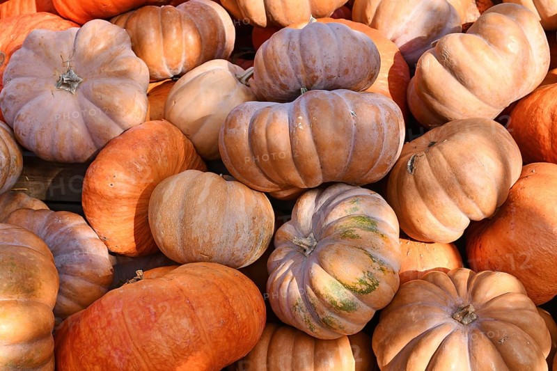 Pile of beautiful light orange 'Musquee de Provence' pumpkins. Also called Fairytale pumpkin