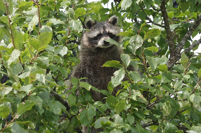 Raccoon