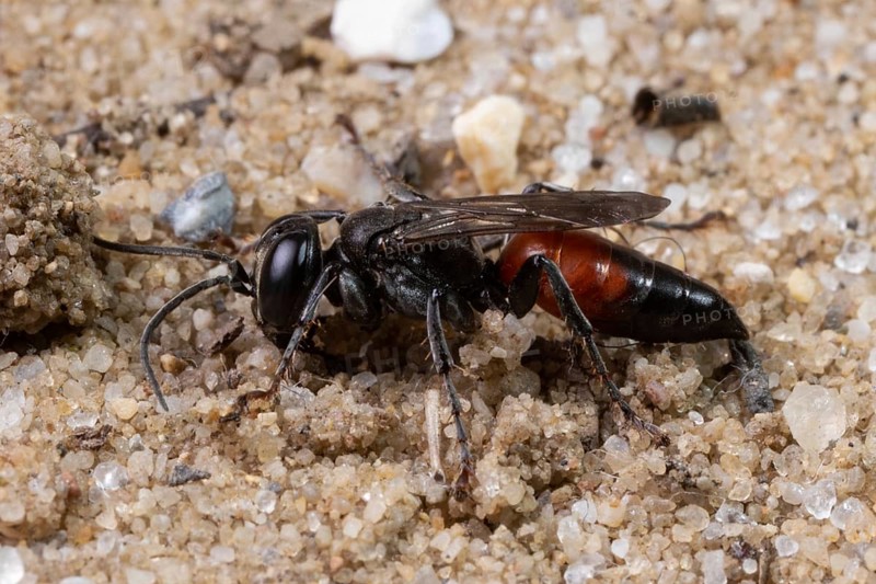 Cockroach hunting grasshopper wasp sitting on sand left looking