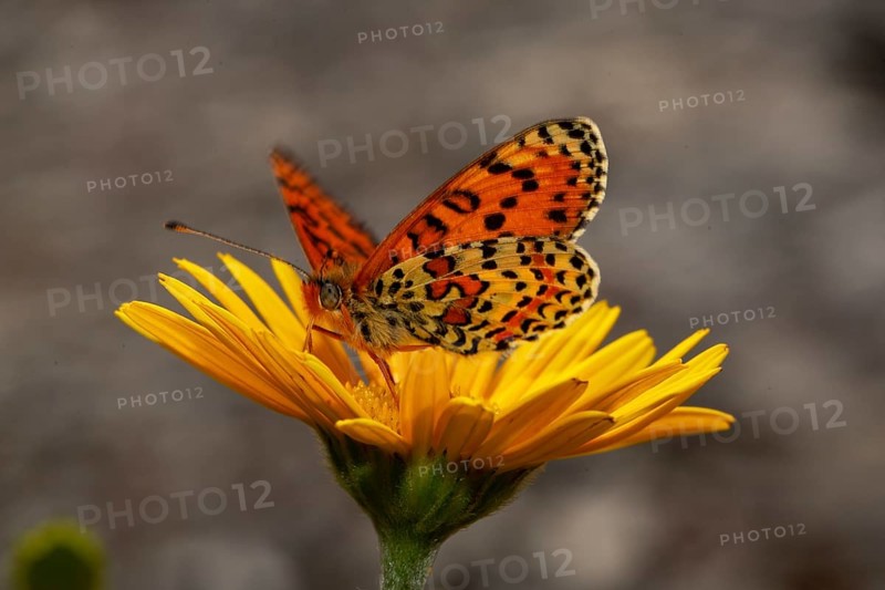 Red fritillary butterfly butterfly with open wings sitting on yellow flower seen on left side