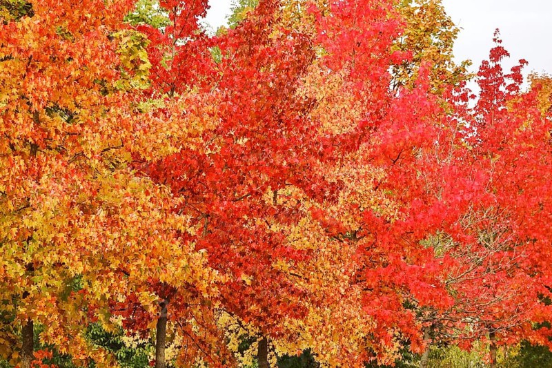 Magnificent amber trees