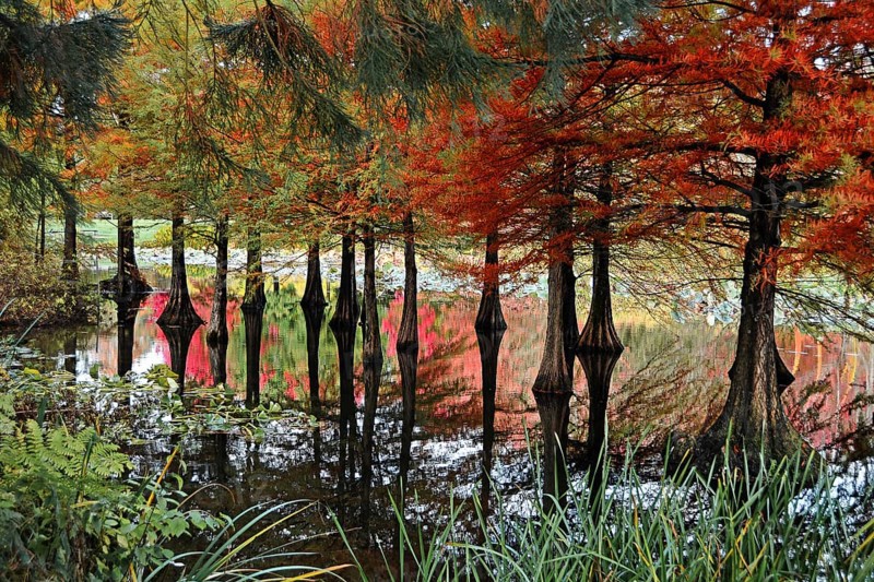 Bald cypress