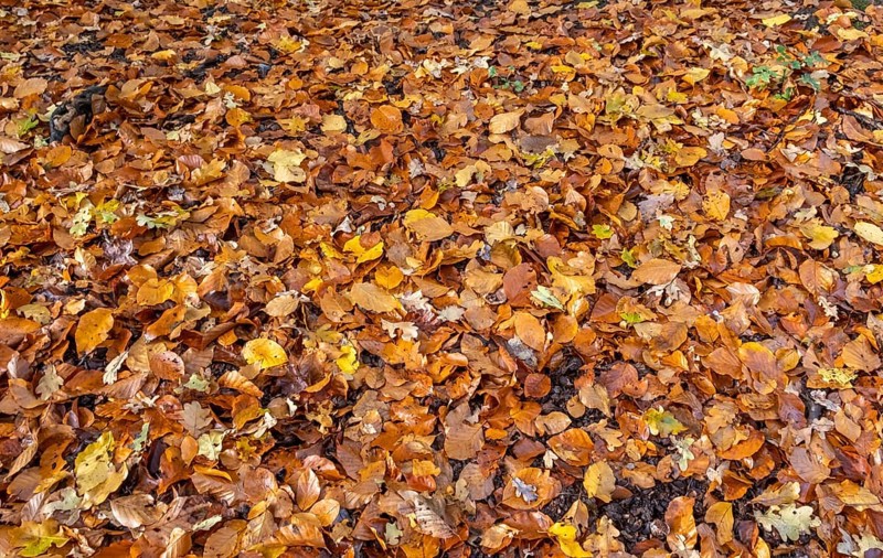 Colourful autumn leaves on forest floor