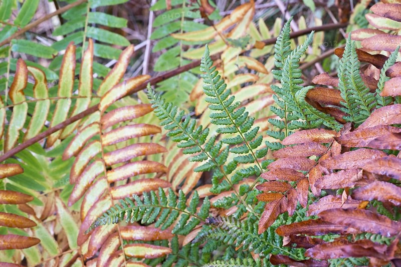 Royal fern