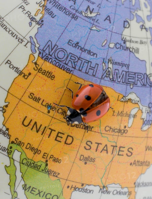 Ladybug walking on a little colorful model globe