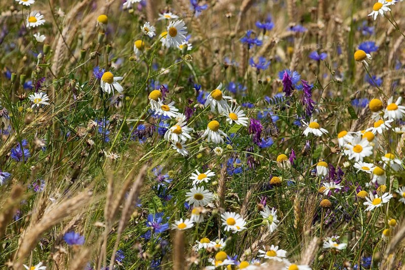 Field wild herbs blue and white-yellow wild herbs between cereal stalks