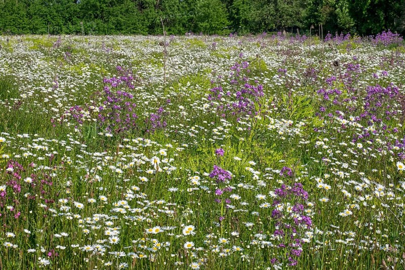 Flower meadow with mainly daisies