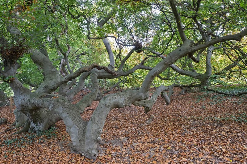 Suentelbuche
