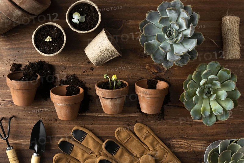 Top view flowers pots. Resolution and high quality beautiful photo