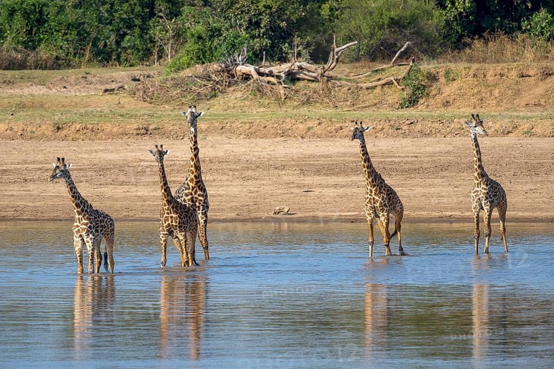 Rhodesian giraffe