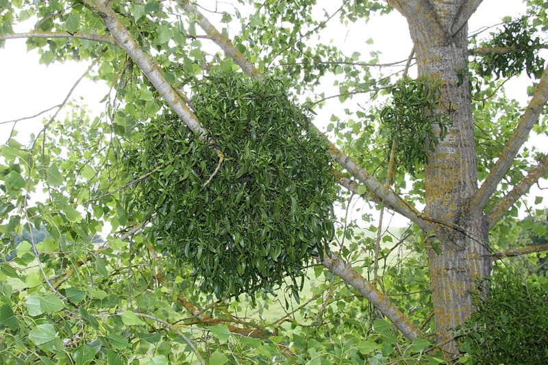 Hardwood european mistletoe