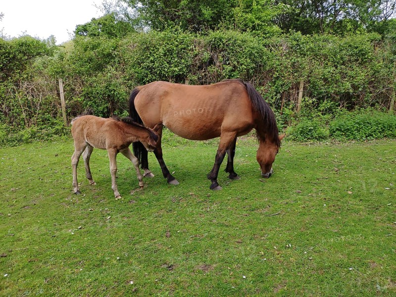 New Forest Pony with foal