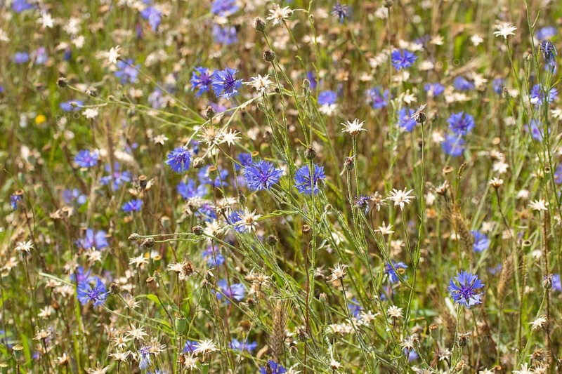 Field of blue wild herbs between cereal stalks