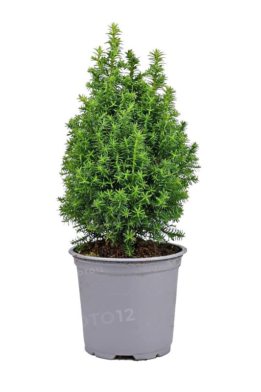 Small potted 'Chamaecyparis Thyoides' White Cedar plant on white background