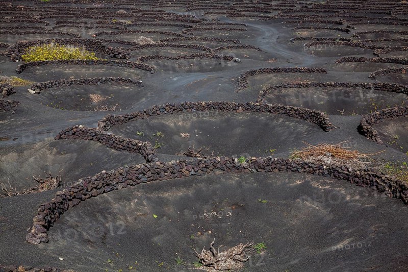 Typical vine growing in dry farming method