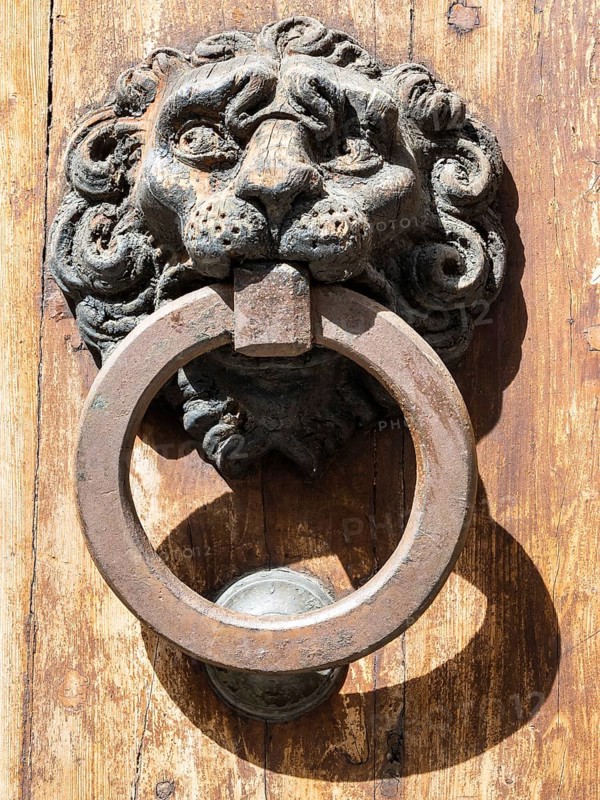 Lion's head