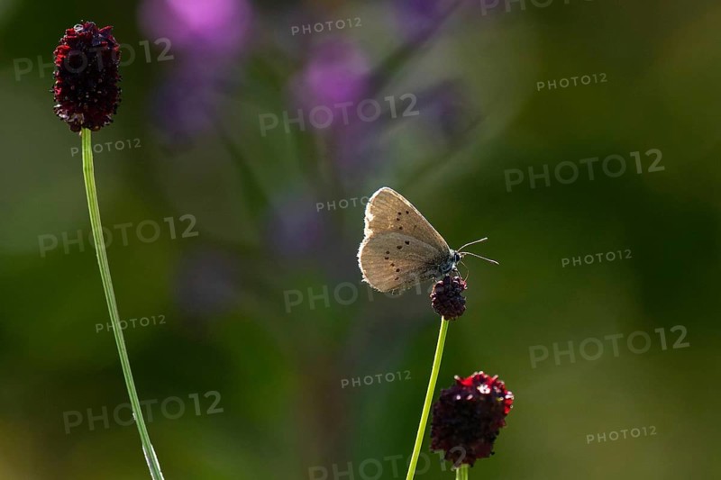Dark meadow-headed ant-blue butterfly sitting on purple flower seen right